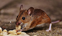 24 Hour & Emergency Exterminators in Ne Madison, PA